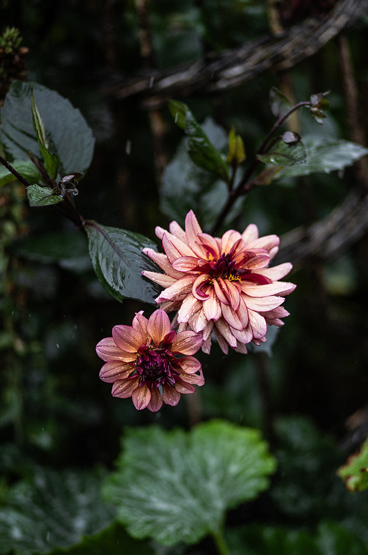 Autumn’s Arrival in the Garden