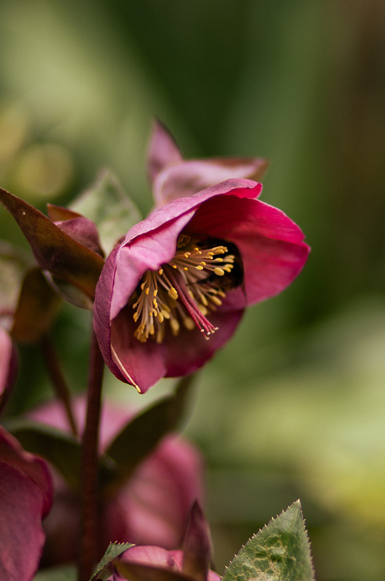 The Garden’s First Flourish